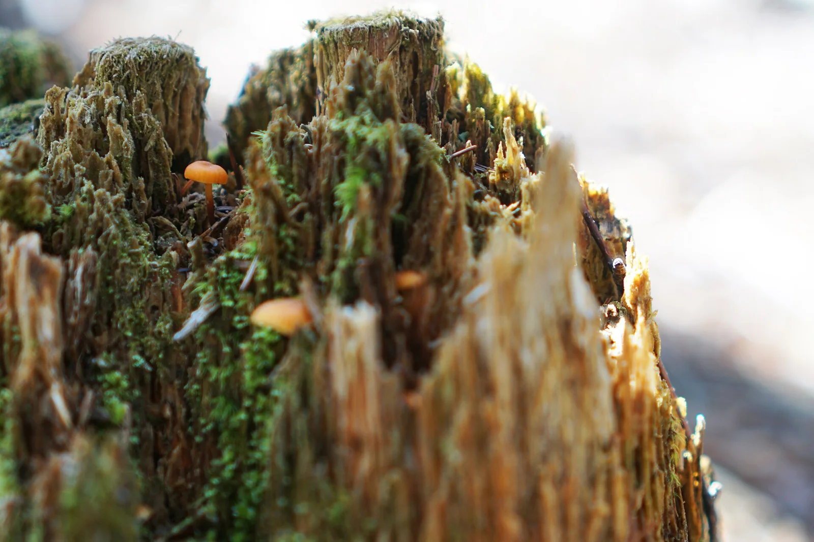 The Southern Appalachians are home to the highest peaks in the eastern United States, peaks that are home to the endangered spruce-fir moss