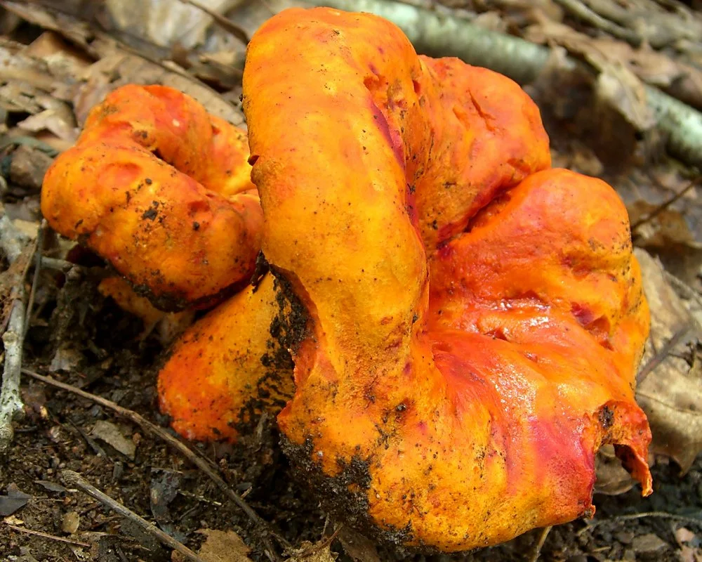 Scientific Name: Hypomyces lactifluorum Common Name: Lobster Mushroom Certainty: positive ( notes ) Location: Southern Appalachians; Smokies