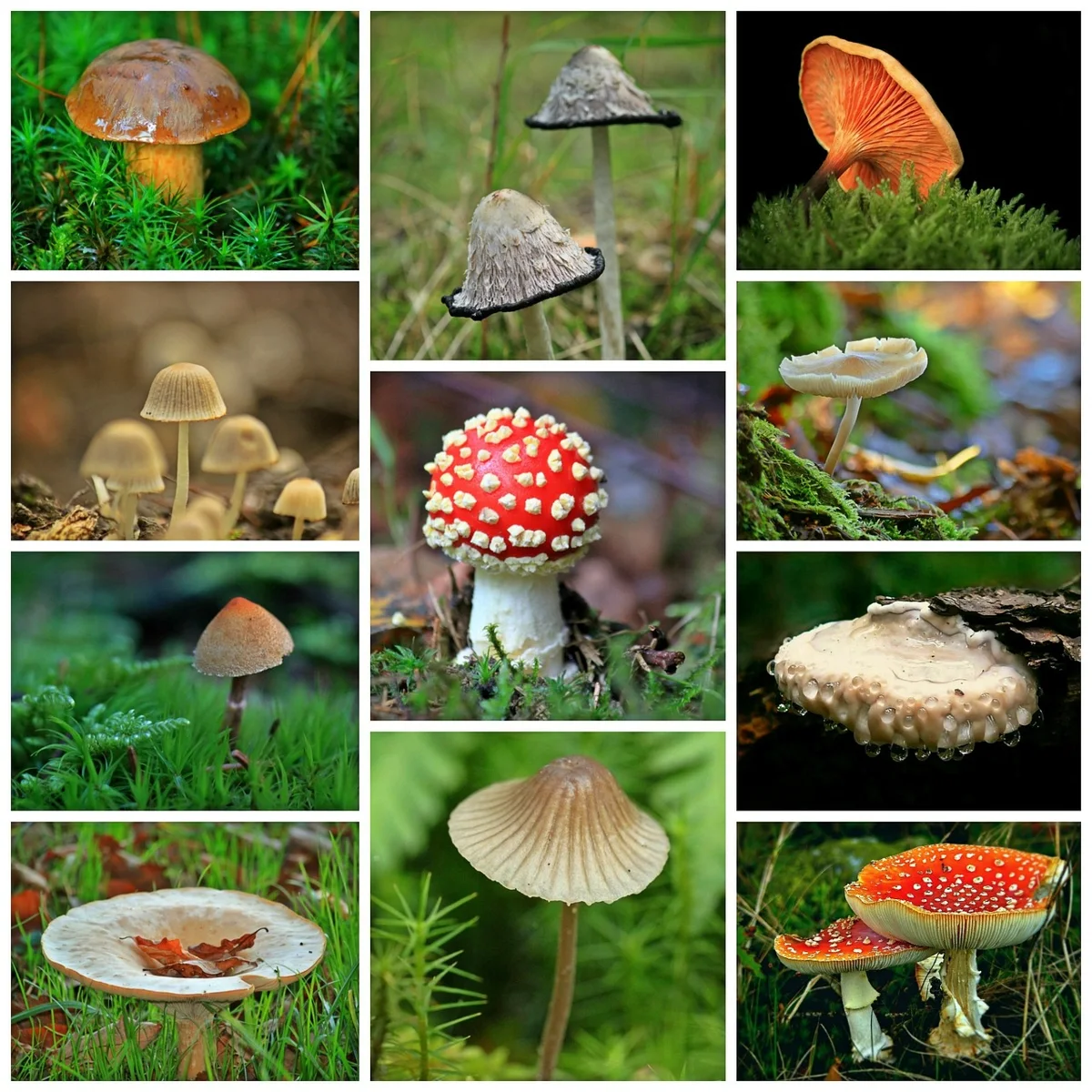 mushrooms, collage, fall, forest, forest floor, moss, autumn mood, nature, flora, botany, mossy, autumn forest, forest plant, growth, plant,