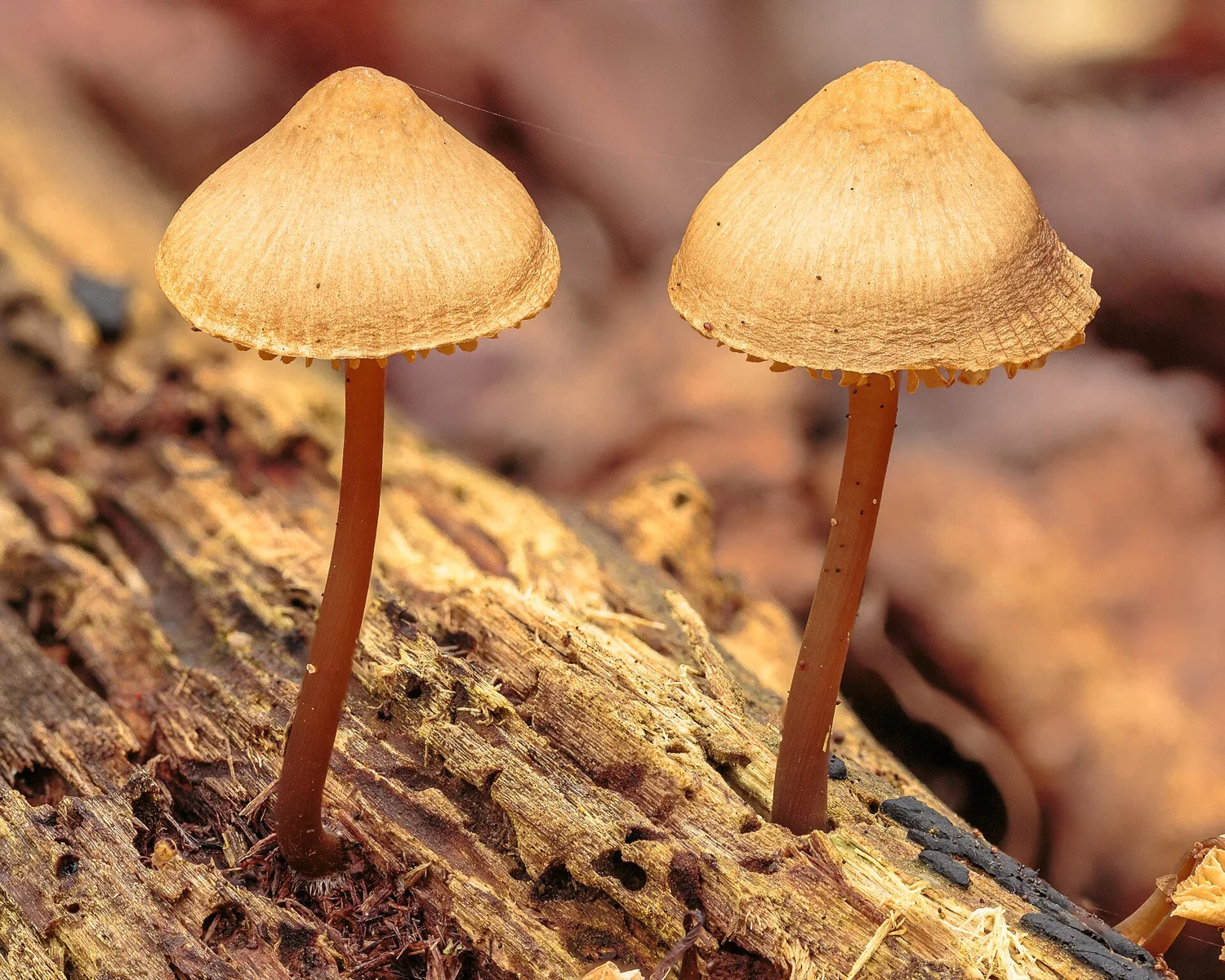 Two tender mushrooms growing on dead wood lying under the trees. Focus stack of 20 photos.