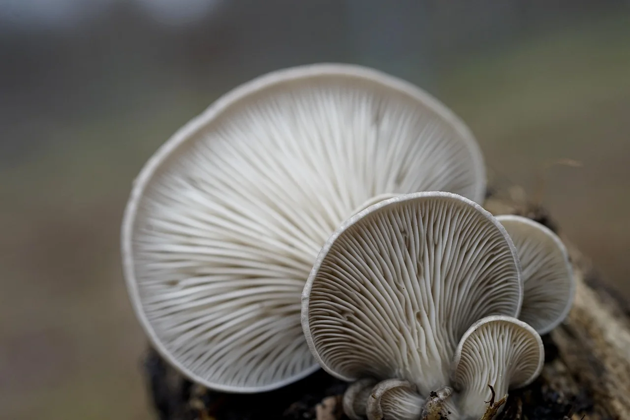 oyster mushrooms, mushrooms, winter mushrooms, pleurotus ostreatus, nature, winter, mycology, close up, macro, oyster mushrooms, mushrooms,