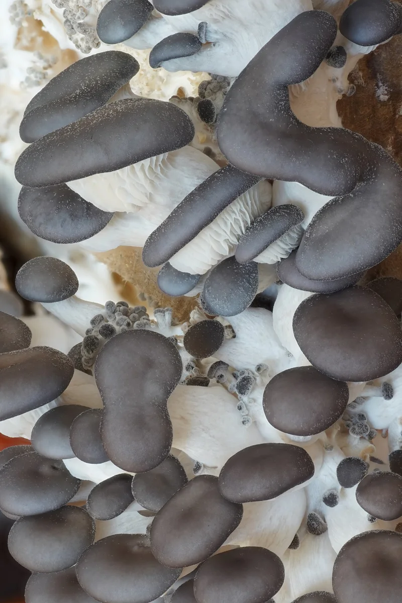 Grey Oyster mushrooom. Young fruiting bodies out of a growing kit.
