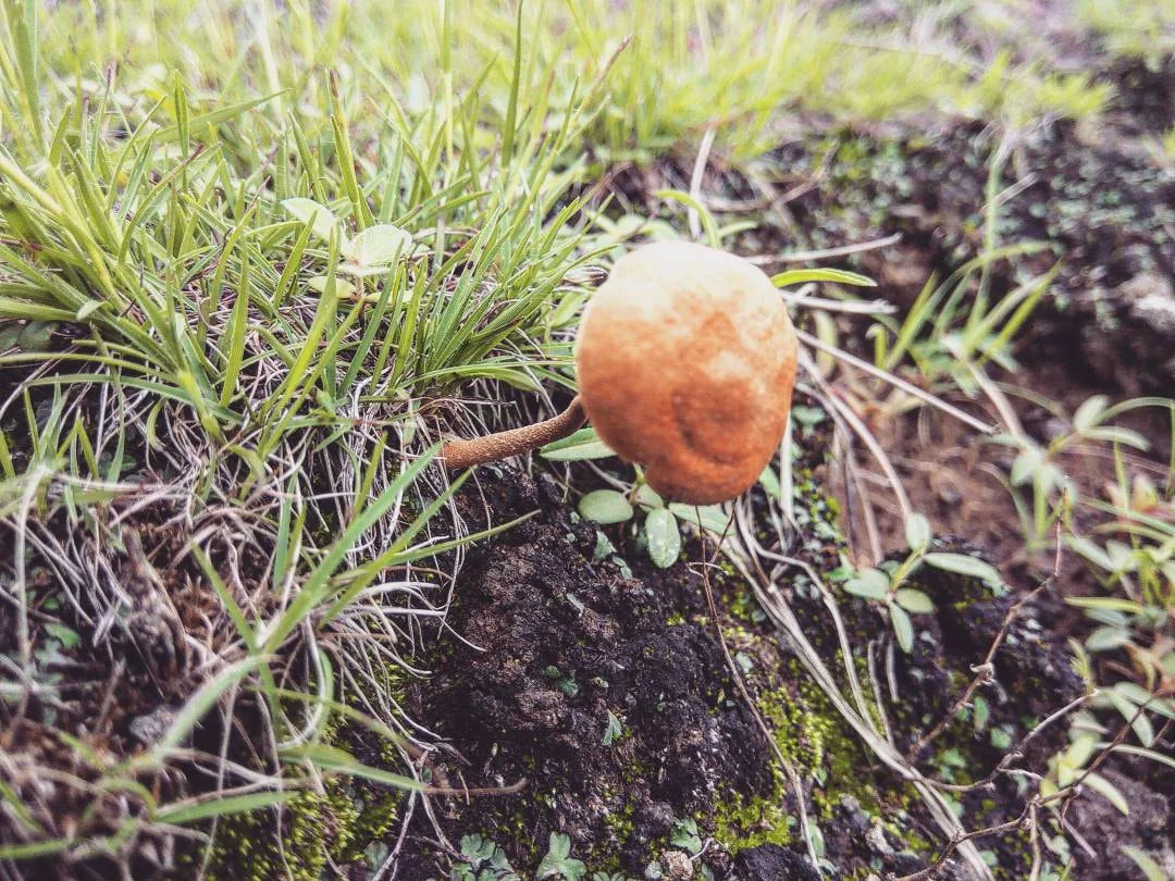 500px provided description: Mushroom Macro [#nature ,#macro ,#mushrooms ,#mushroom ,#mobile ,#shrooms ,#mobile photography ,#yog ,#Rainymood