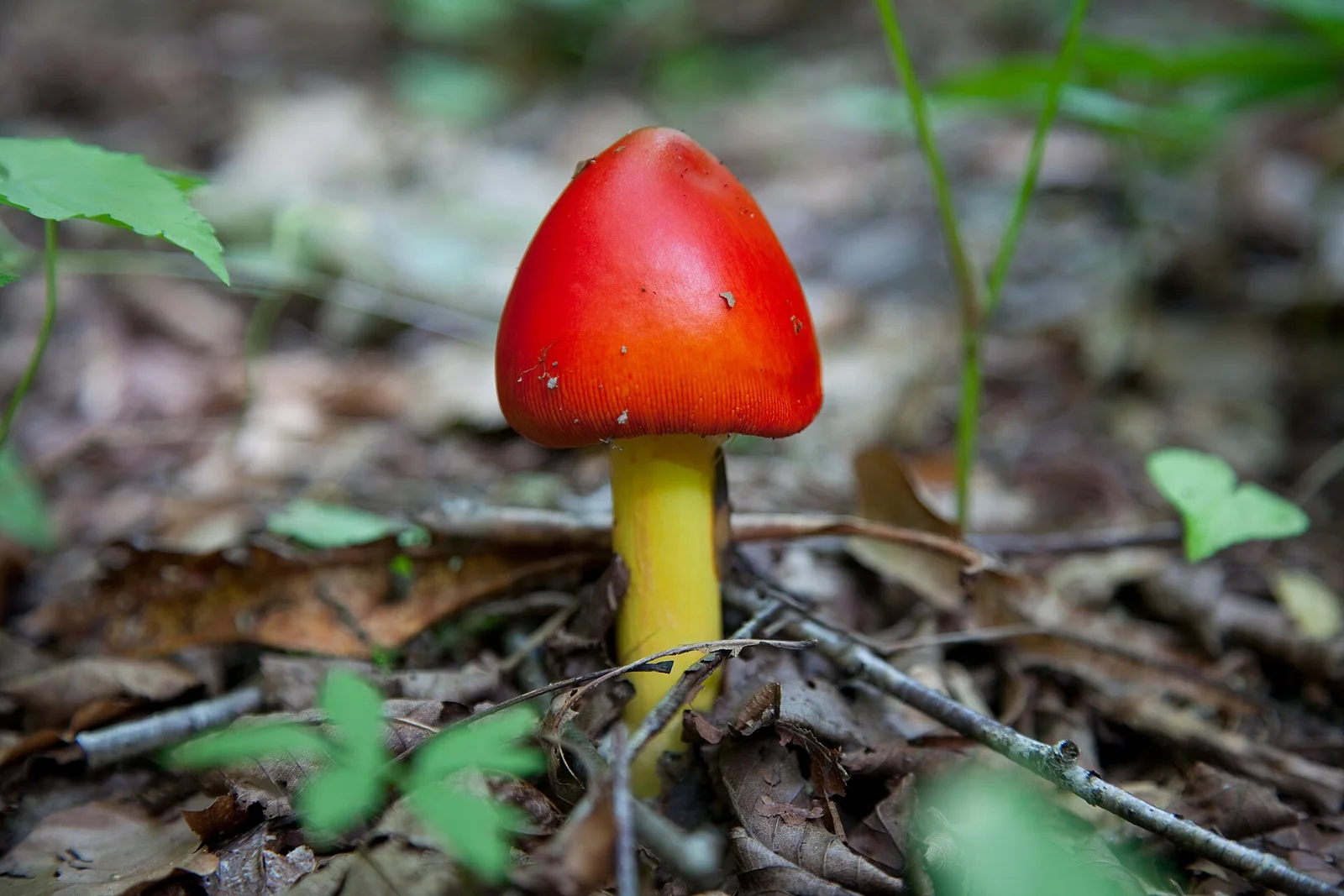 Amanita jacksonii . Spring red fungi mushroom, forest floor in macro — in West Virginia.