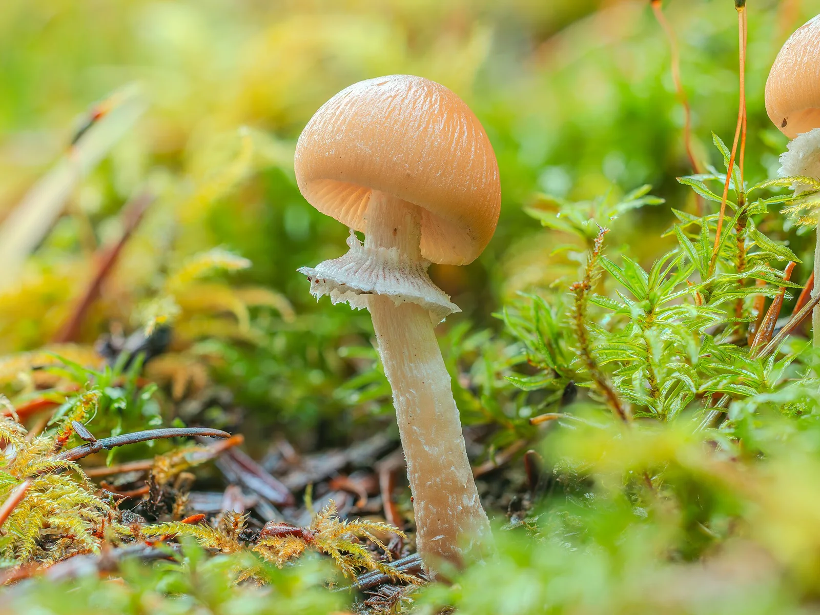 Frilly mushroom - Tillamook, Oregon