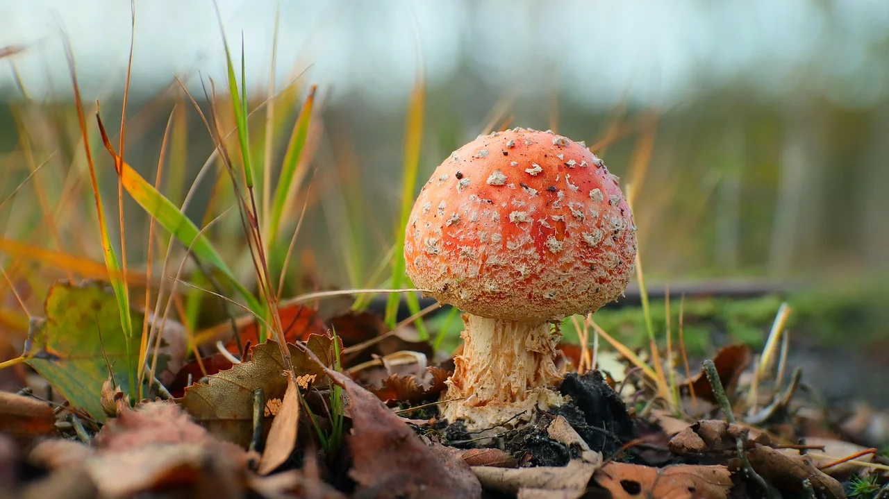 mushroom, toadstool, fungus, mycology, forest, nature, macro photography, macro, macro photography, macro photography, macro photography, ma