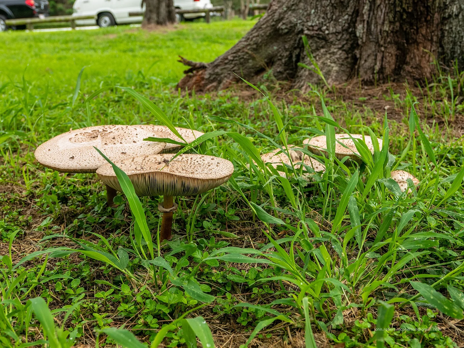 Mushrooms at the base of Casuarina cunninghamiana , the river she-oak, may be the fruiting bodies of Mycorrhiza .