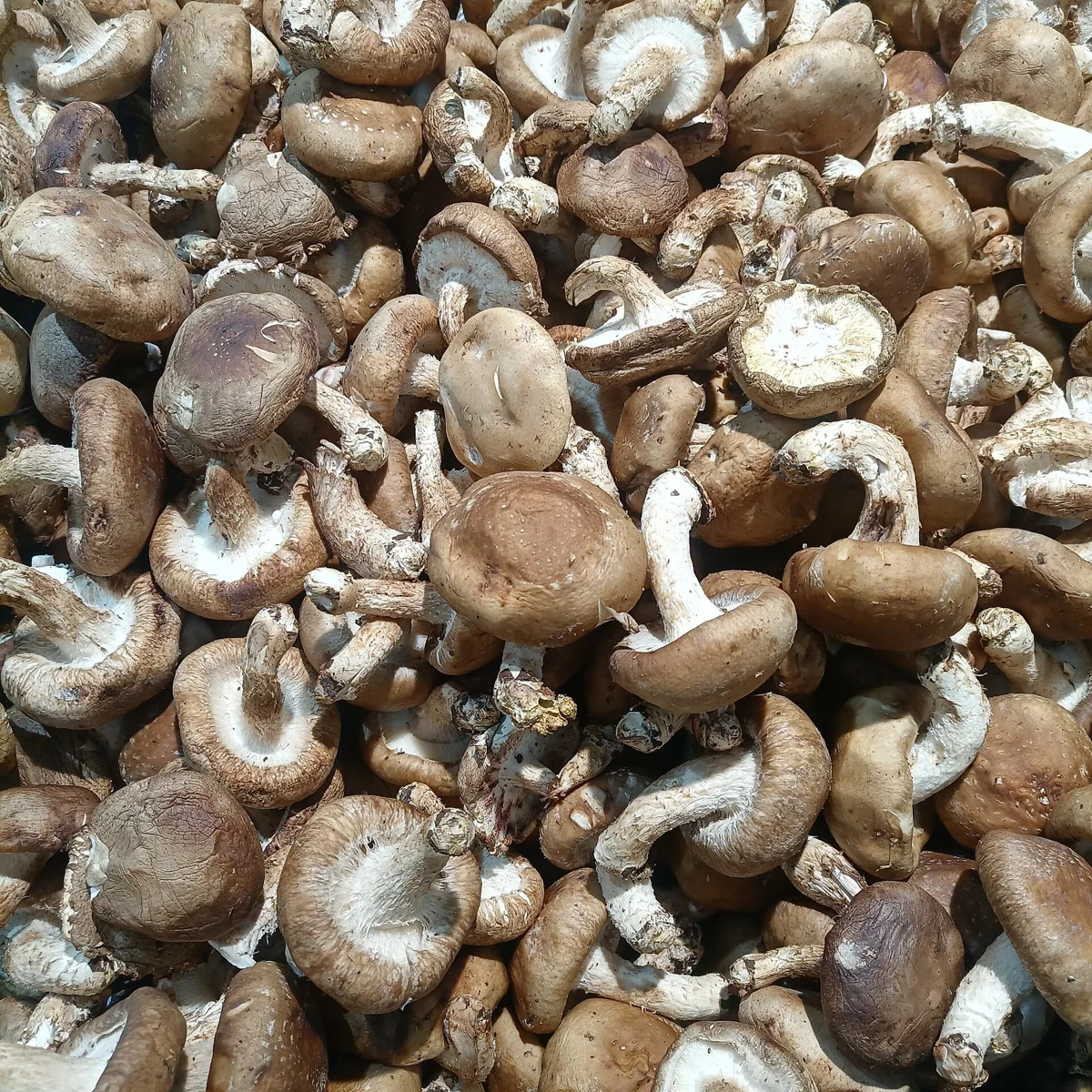 Fresh shiitake mushrooms