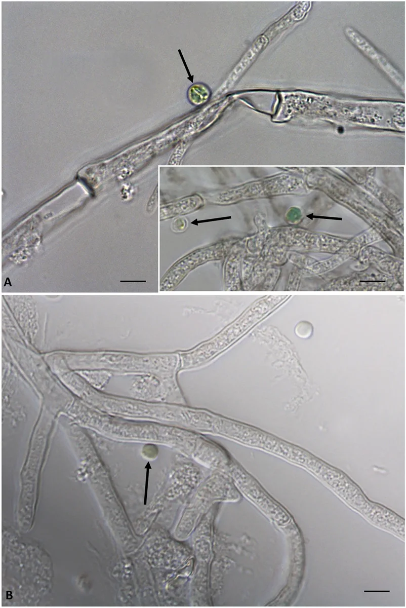 Images of relationships between the alga Galdieria sulphuraria (strain 074G) and the fungus Penicillum citrinum . (A) Insert: Images of ligh
