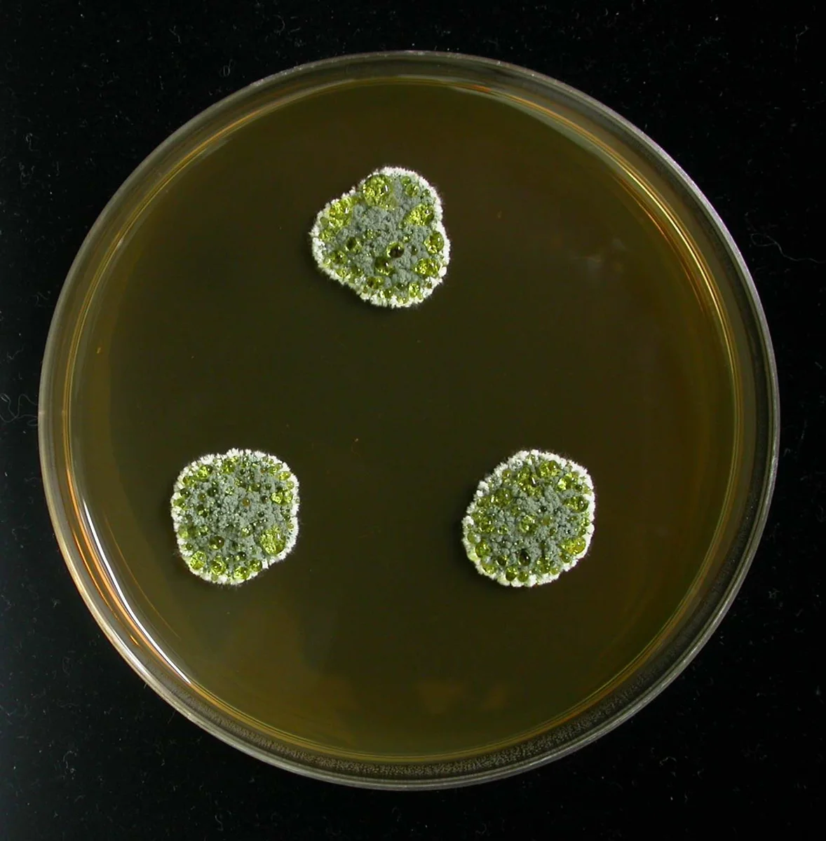 Penicillium glandicola ((Oudemans) Seifert &amp; Samson) Location: http://kacc.rda.go.kr/eng/ penicillium glandicola on MEA medium