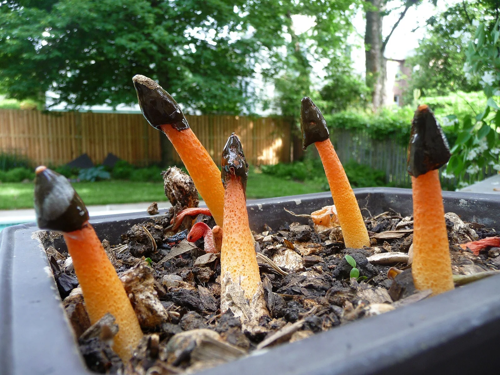 The stinkhorn mushroom Phallus rubicundus (Bosc) Fr. Photographed in Silver Spring, Montgomery Co., Maryland, USA.