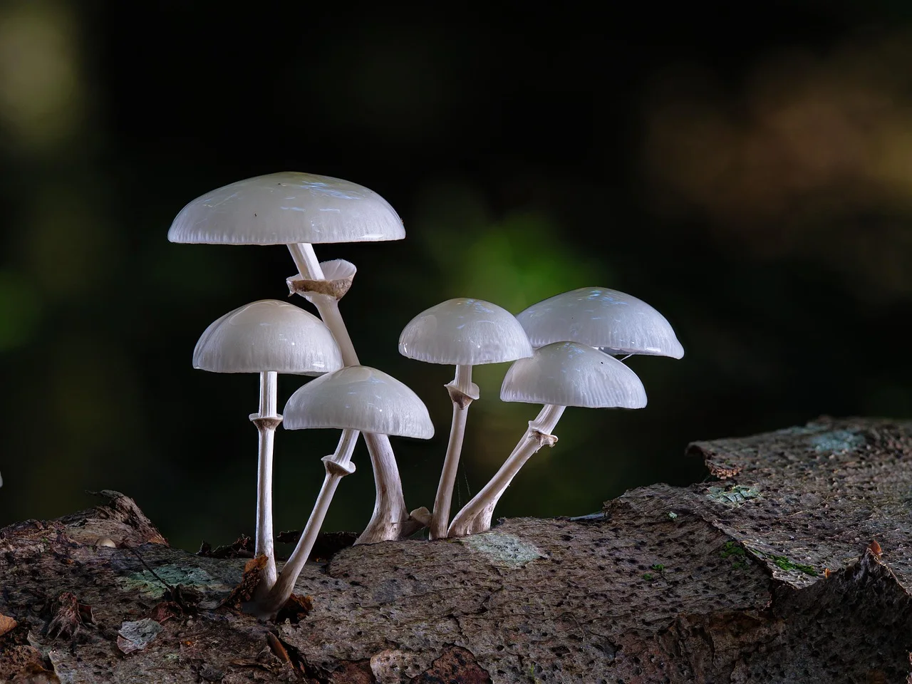 mushrooms, edible mushroom, edible, fall, book mucus oyster mushroom, forest mushrooms, forest, nature, agaric, disc fungus, mushrooms, mush