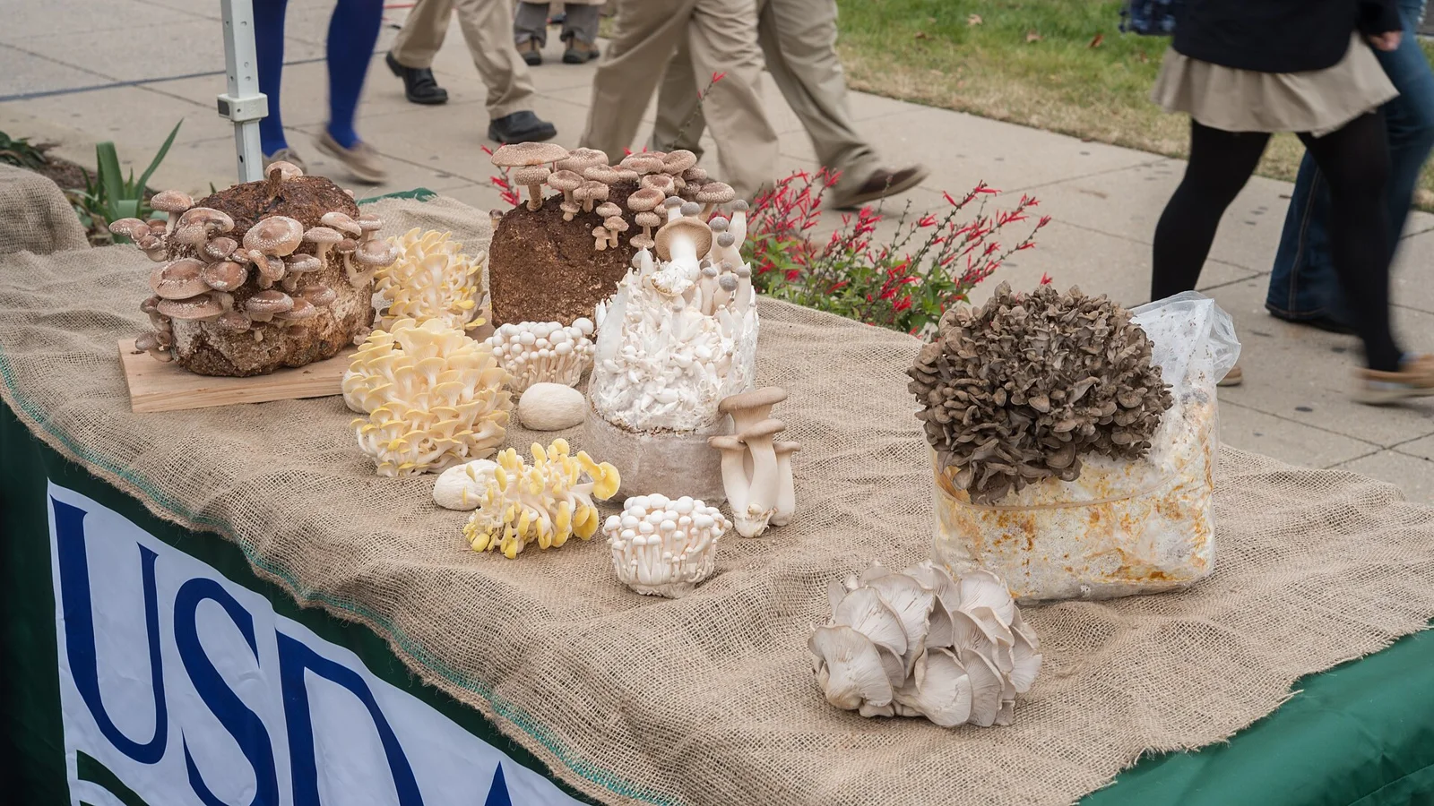 (Left - right) Shitake mushrooms growing on sawdust and cereal log, yellow oyster (yellow and white), pom pom (egg shaped), beech (small cap