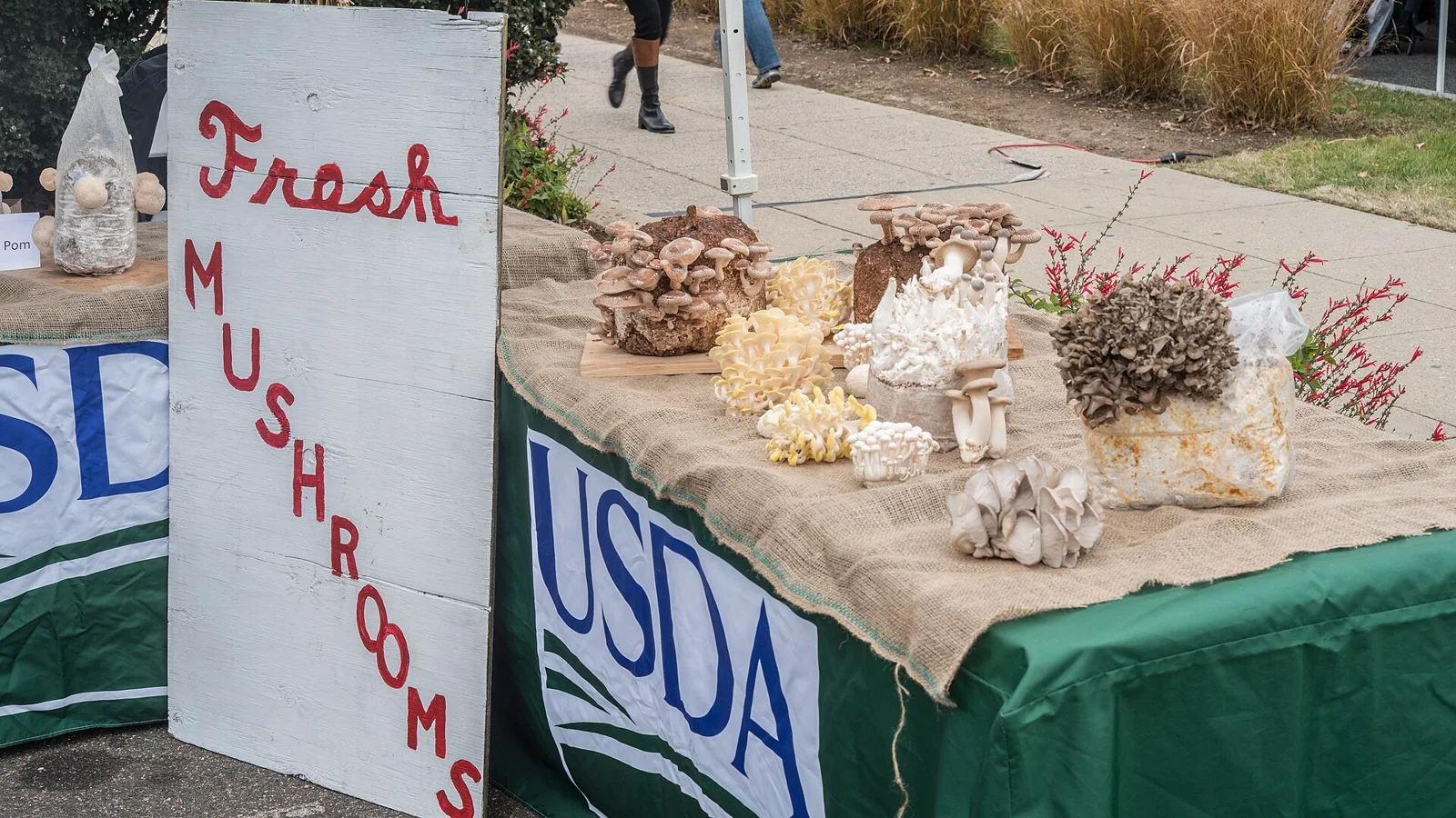 Pom pom (round) mushrooms (left of sign) and on the right table left - right, shitake mushrooms growing on sawdust and cereal log, yellow oy