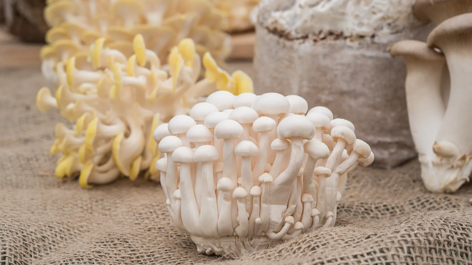 (Left - right) Yellow oyster (yellow and white), beech (small button cap), and royal trumpet (large stem), mushrooms on display at the U.S.
