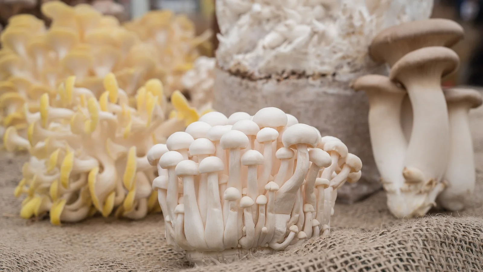 (Left - right) Yellow oyster (yellow and white), beech (small button cap), and royal trumpet (large stem), mushrooms on display at the U.S.