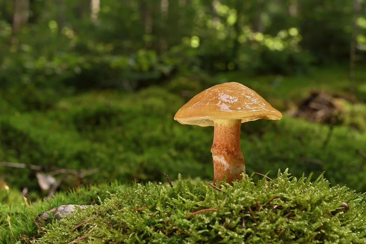 mushroom, nature, forest floor, butter mushroom, moss, forest, fungal science, sponge, fruiting bodies, close up, summer
