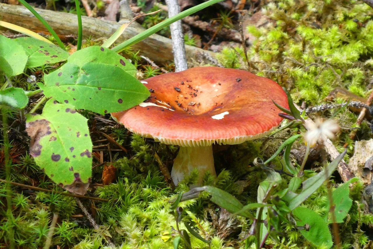 mushroom, summer, nature, forest, fungi, hat, moss, fruiting bodies, season, forest floor, brown, autumn colours
