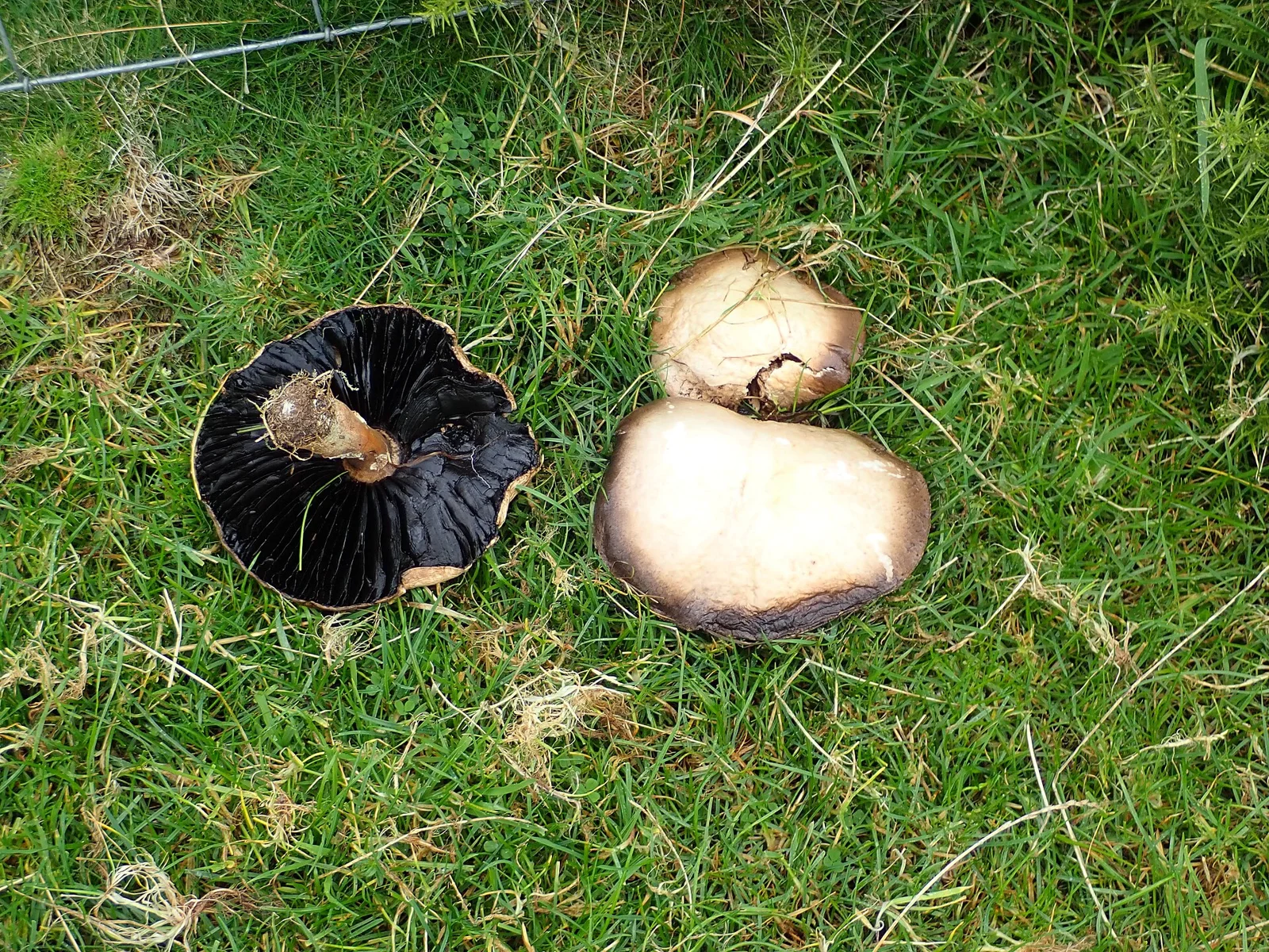 Horse Mushrooms on Moel y Waen