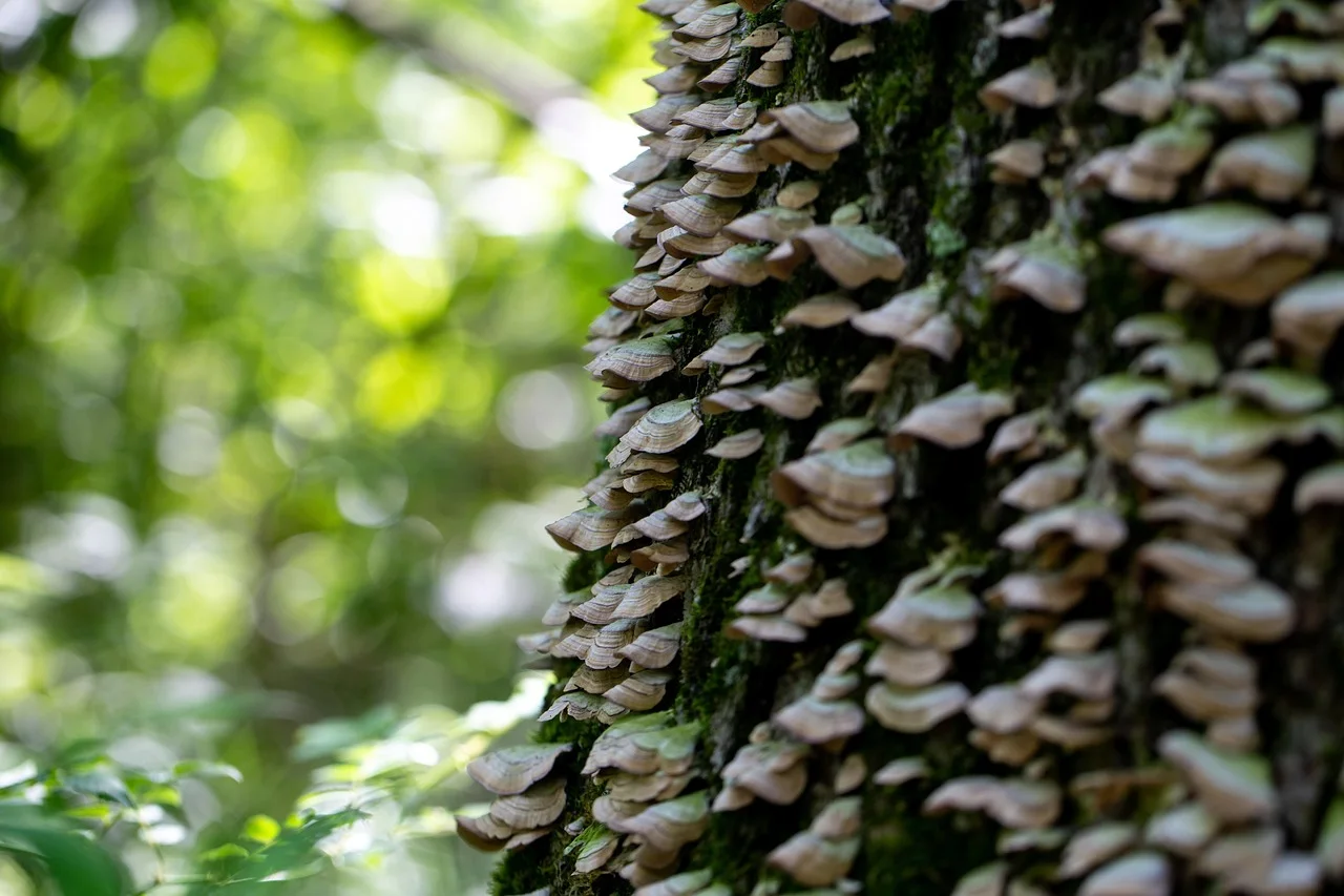 turkey tail mushroom, mushroom, texture, medicinal mushroom, trametes versicolor, nature, tree, fungi, pattern