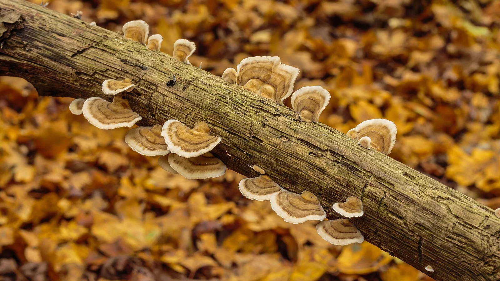 Trametes versicolor