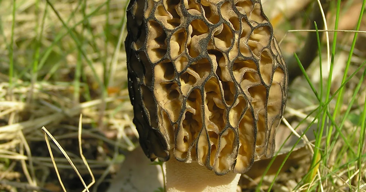 A morel . Białowieża Forest , Poland.