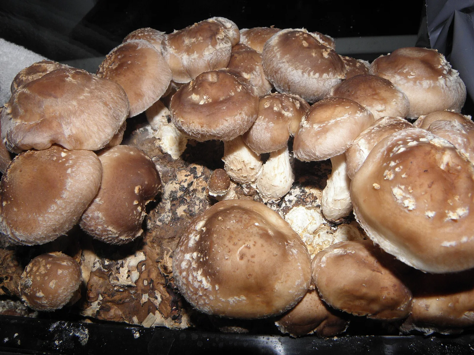 Shiitake