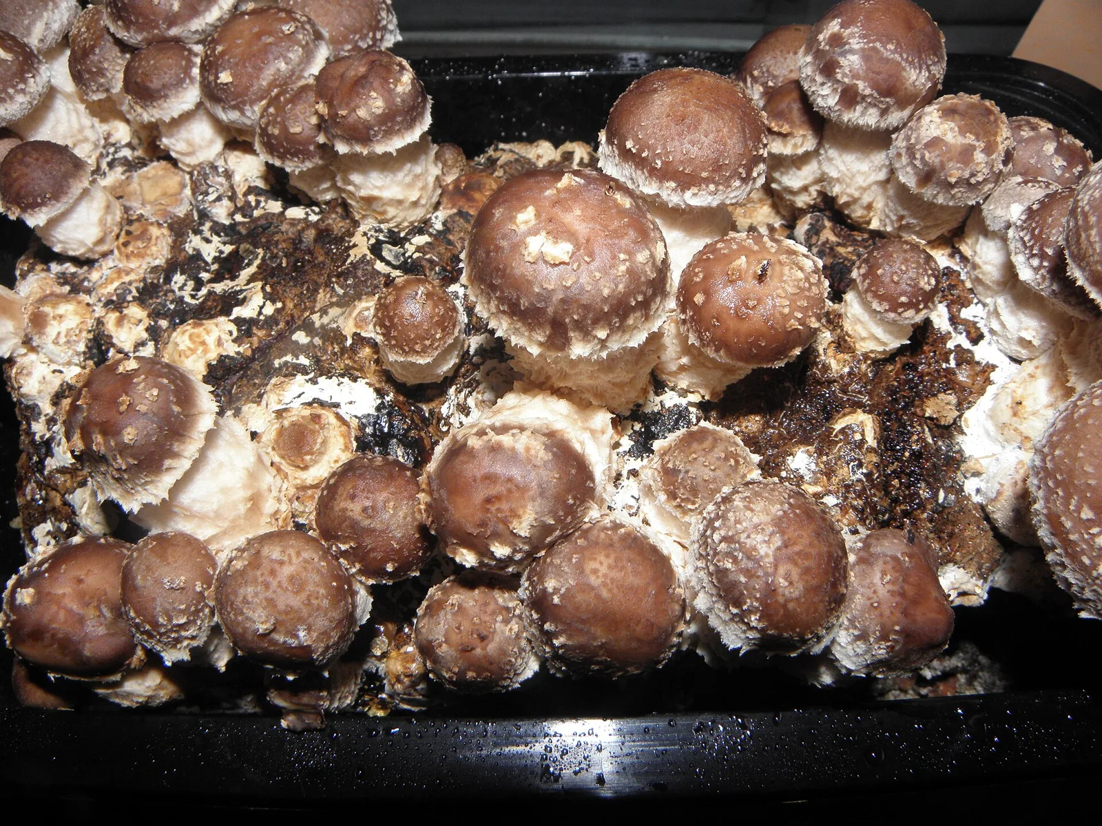 Shiitake