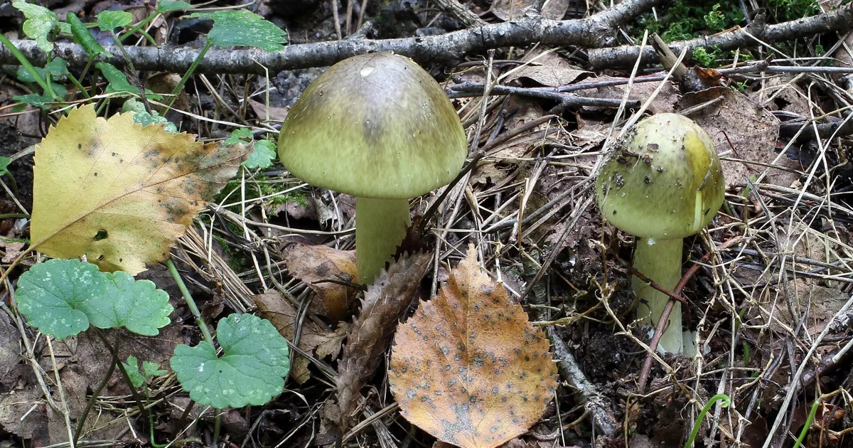 The death cap. Ukraine.