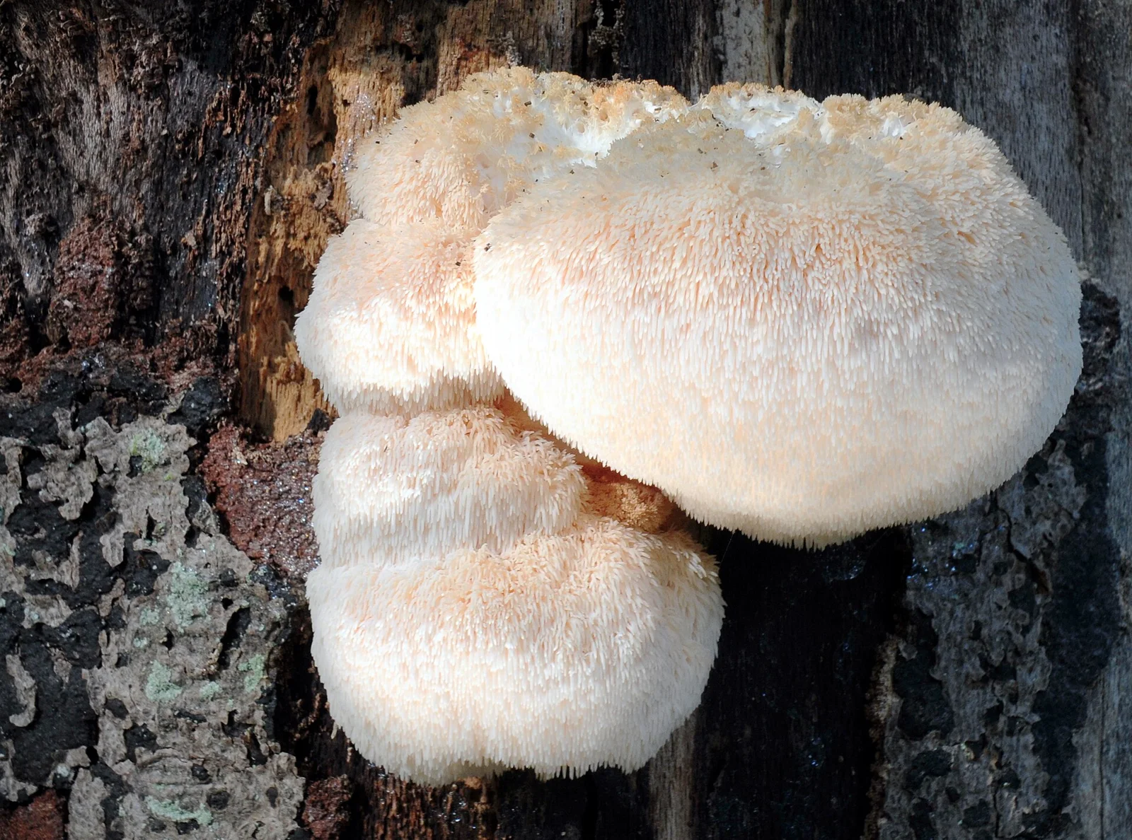 Close-up of Hericium erinaceus (Bearded Tooth or Lion's Mane Mushroom, D= Igel-Stachelbart or Löwenmähne, F= Hydne hérisson, NL= Pruikzwam),