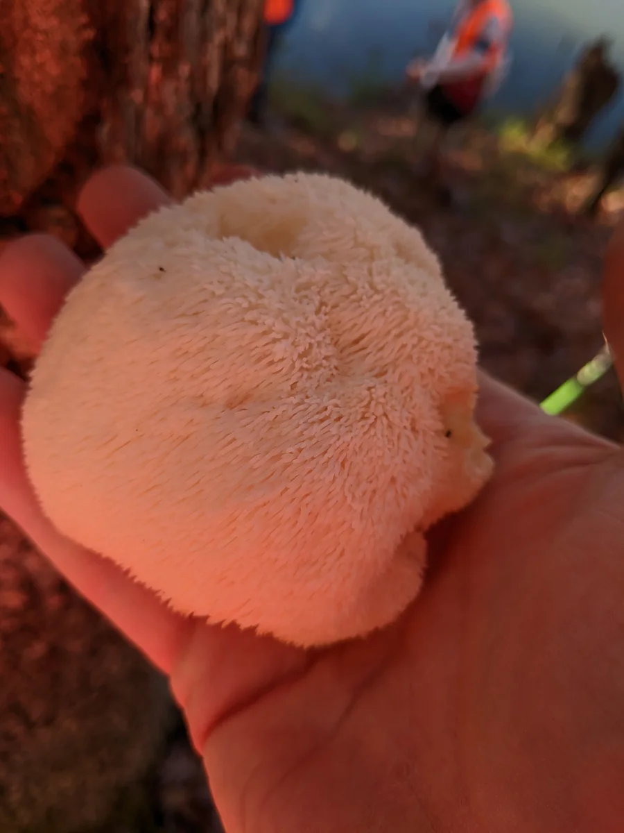 lion's-mane mushroom ( Hericium erinaceus )